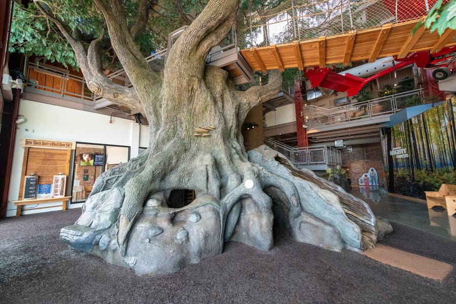 wide view of OAC big tree