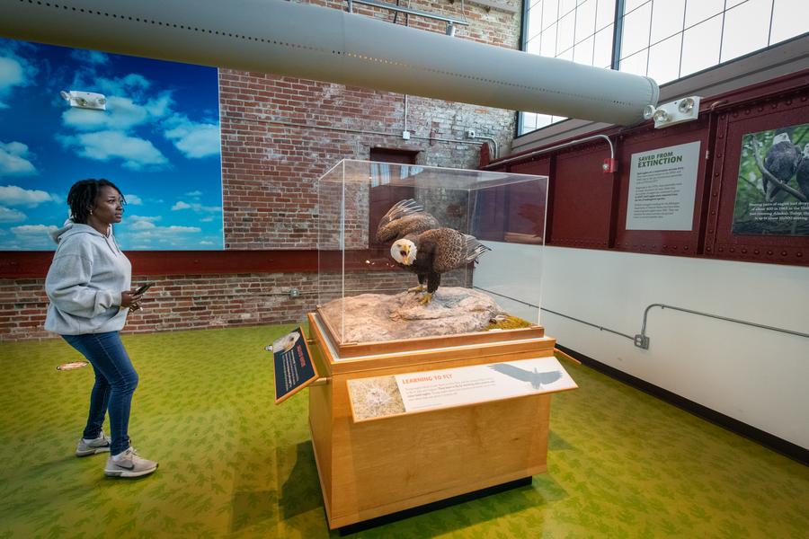 woman looks at taxidermied eagle in glass display case