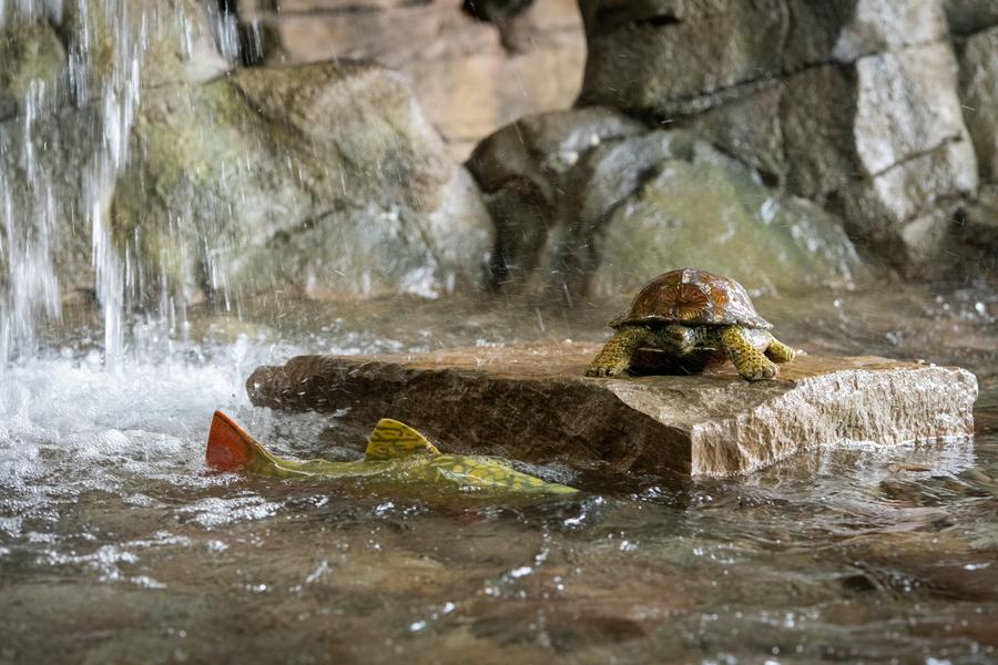 close-up of turtle on rock at bottom of OAC waterfall