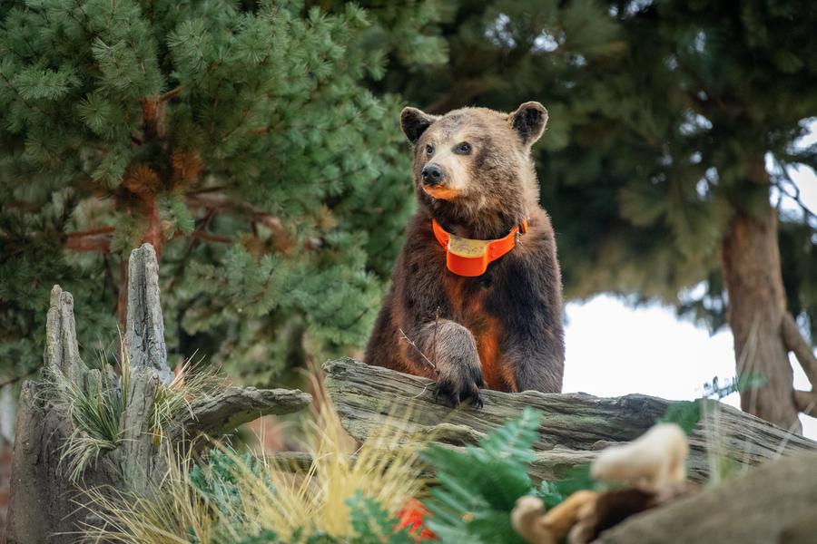 taxidermied black bear at OAC
