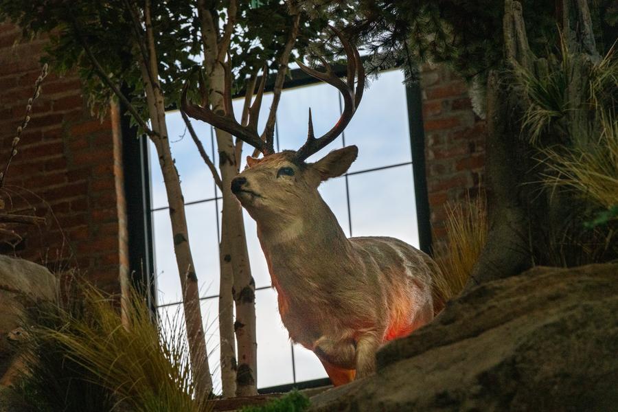 taxidermied whitetail deer at OAC