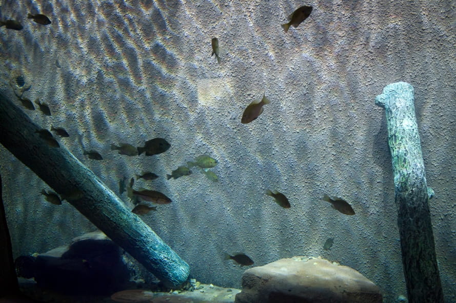 fish swimming in Outdoor Adventure Center aquarium