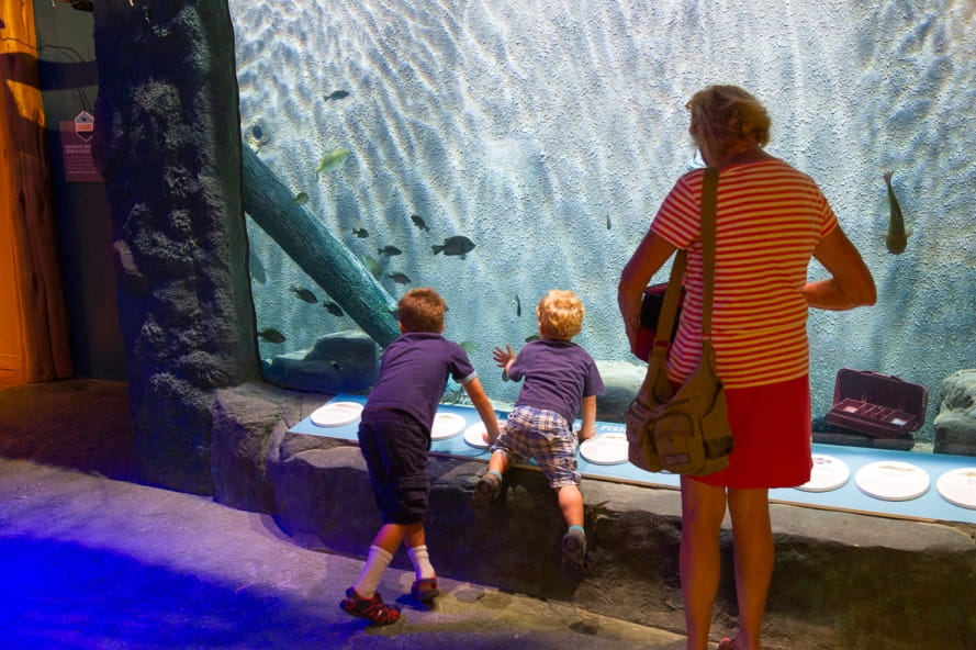 lady and two boys get an up-close look at the Outdoor Adventure Center aquarium