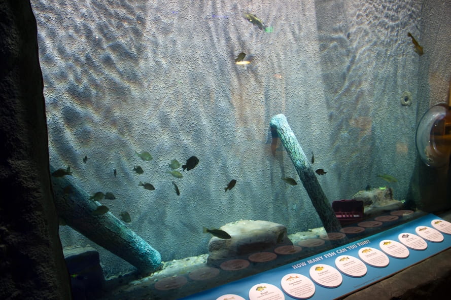 fish swimming in Outdoor Adventure Center aquarium, with labels for fish identification