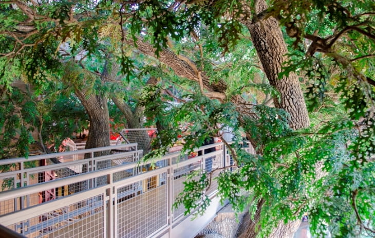 Upper branches of Big Tree at the Outdoor Adventure Center and walkway leading to suspension bridge