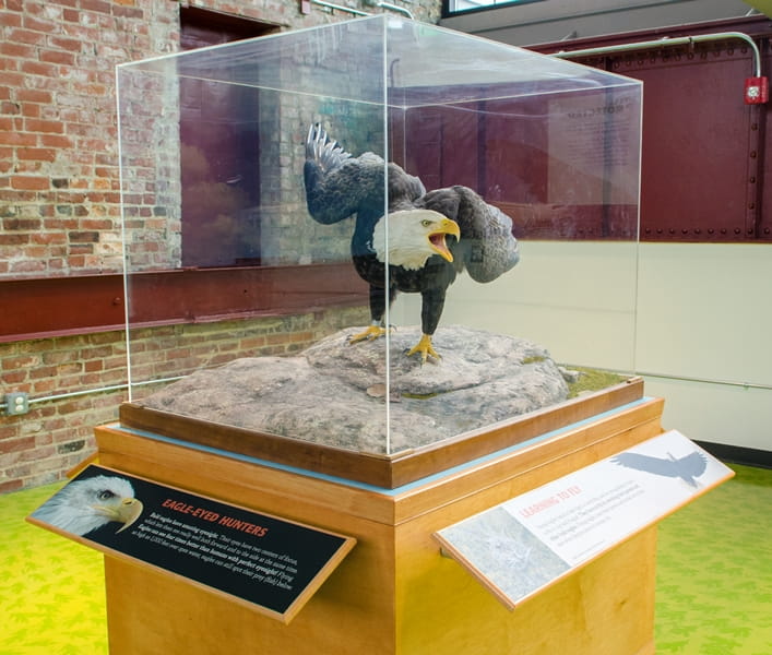 eagle in glass case with signage about eagles at the Outdoor Adventure Center
