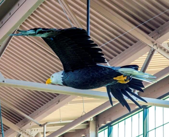 eagle in flight, suspended from the ceiling at the Outdoor Adventure Center