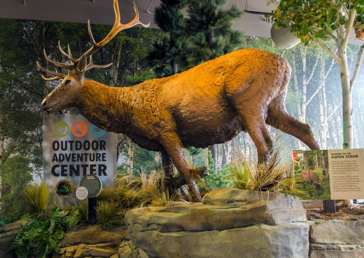 side view of elk in Outdoor Adventure Center with trees and OAC sign in background