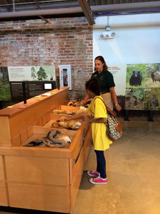 girl looks at animal furs in Outdoor Adventure Center hunting and trapping exhibit