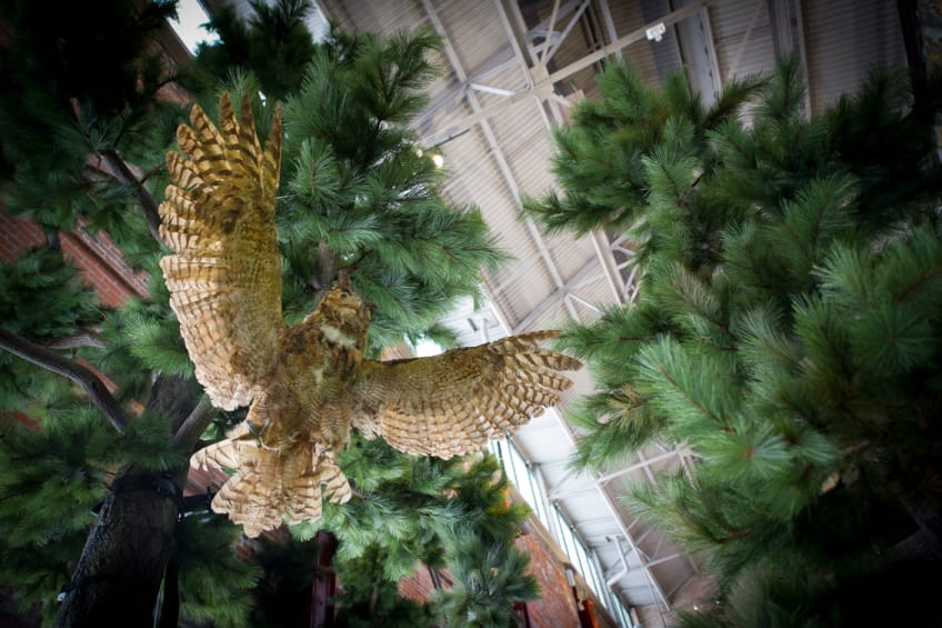 owl with wings spread among pine trees at Outdoor Adventure Center