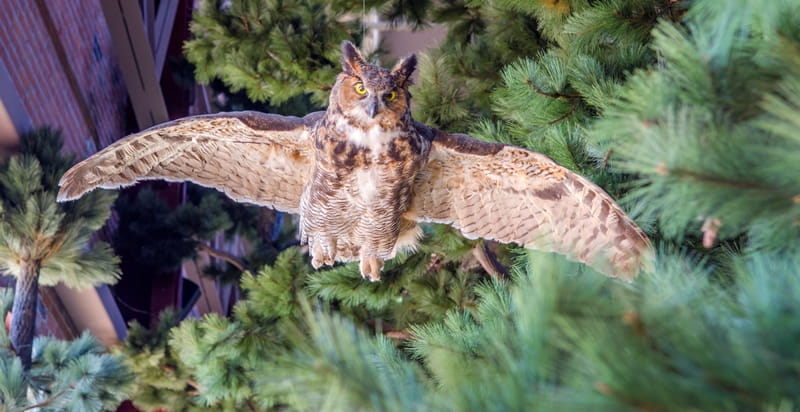 close-up of owl in trees in pine forest area of Outdoor Adventure Center