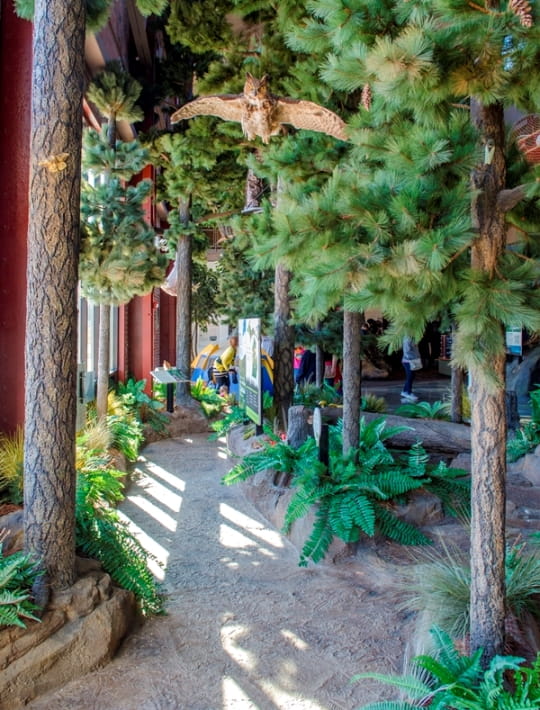 close-up of owl in trees in pine forest area of Outdoor Adventure Center