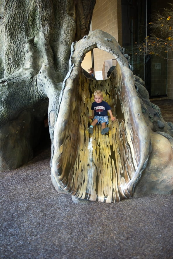 young boy slides on Outdoor Adventure Center Big Tree play structure 