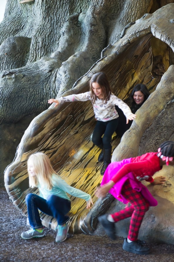 group of girls plays on slide on Outdoor Adventure Center Big Tree play structure 