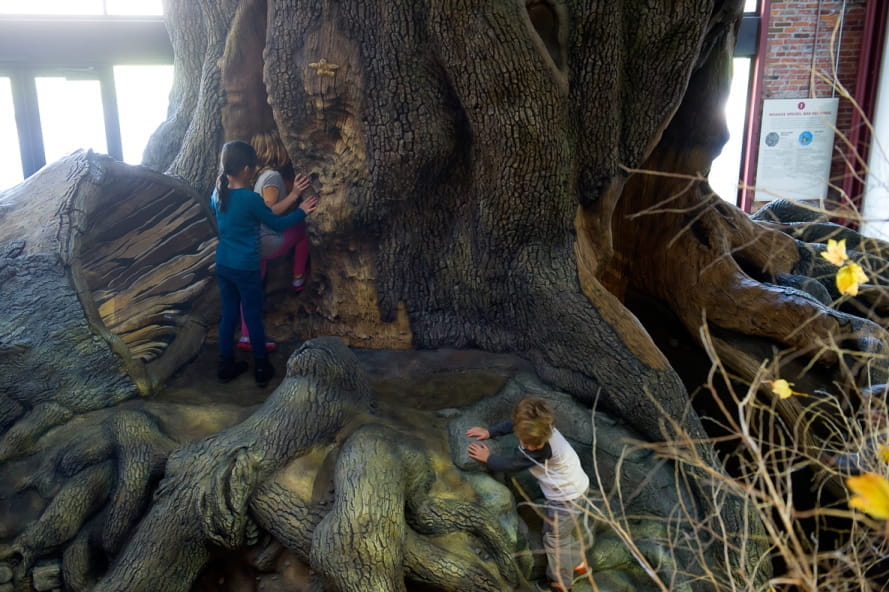 children playing on Big Tree play structure at Outdoor Adventure Center 