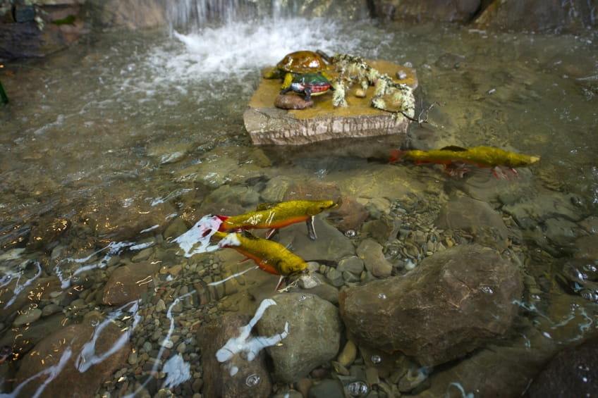 pond at bottom of Outdoor Adventure Center waterfall, display with rocks, turtles, fish