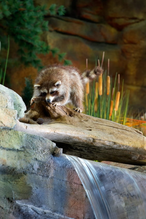 raccoon at top of Outdoor Adventure Center waterfall