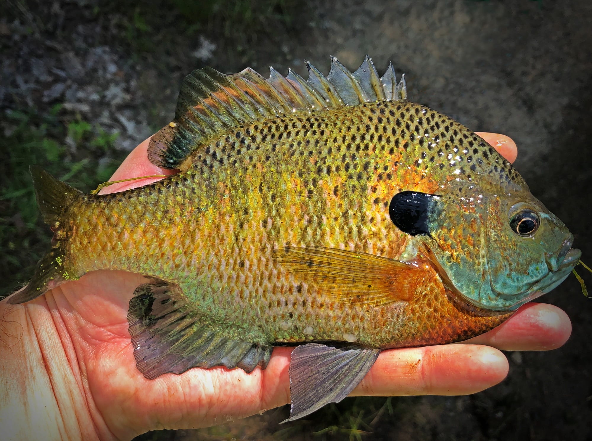 A strikingly vibrant bluegill fish held in a hand. The fish is a medley of bright yellow, green, and aqua with a dark navy spot behind its gills.