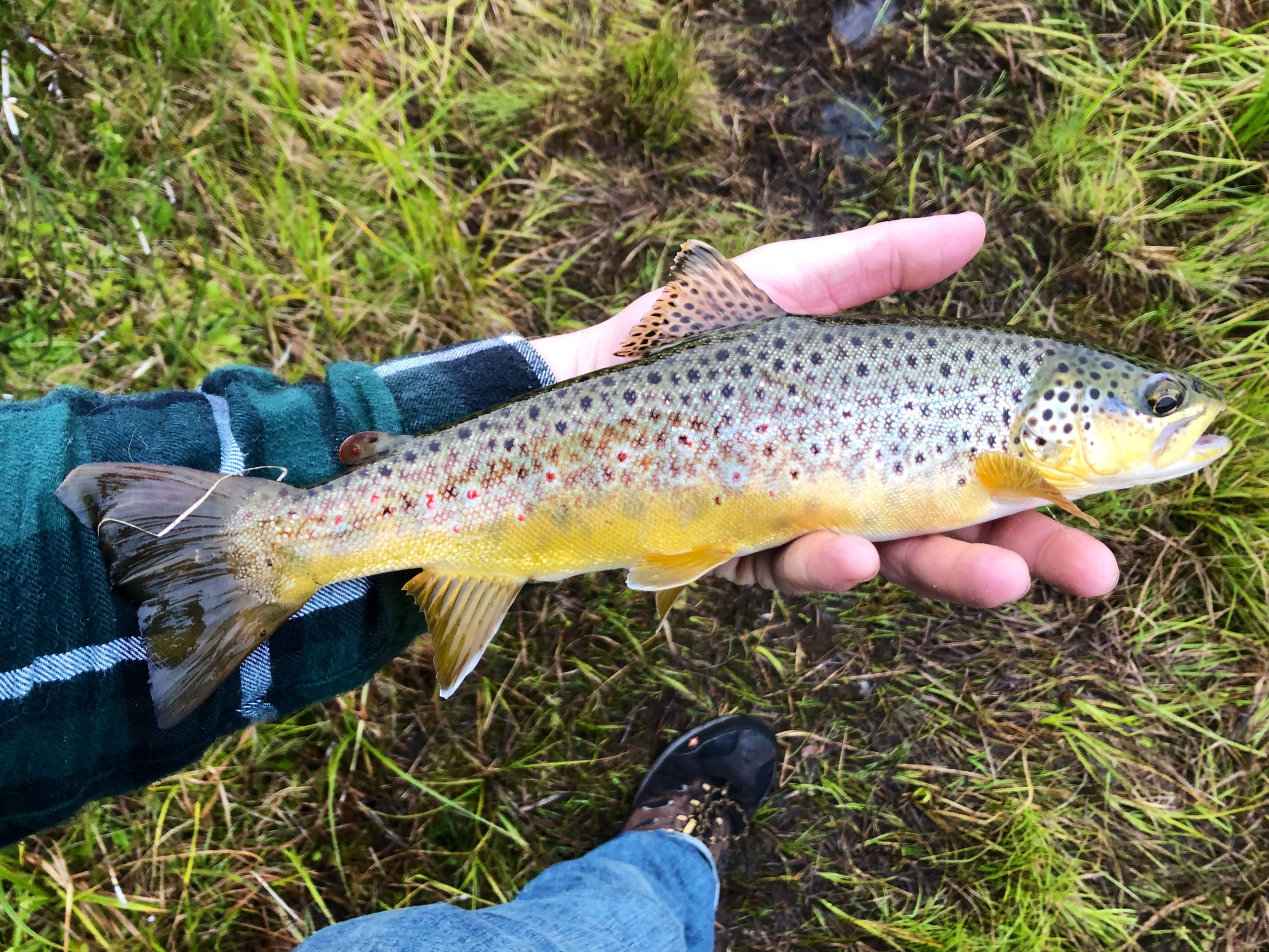 A fresh brown trout in the palm of an angler