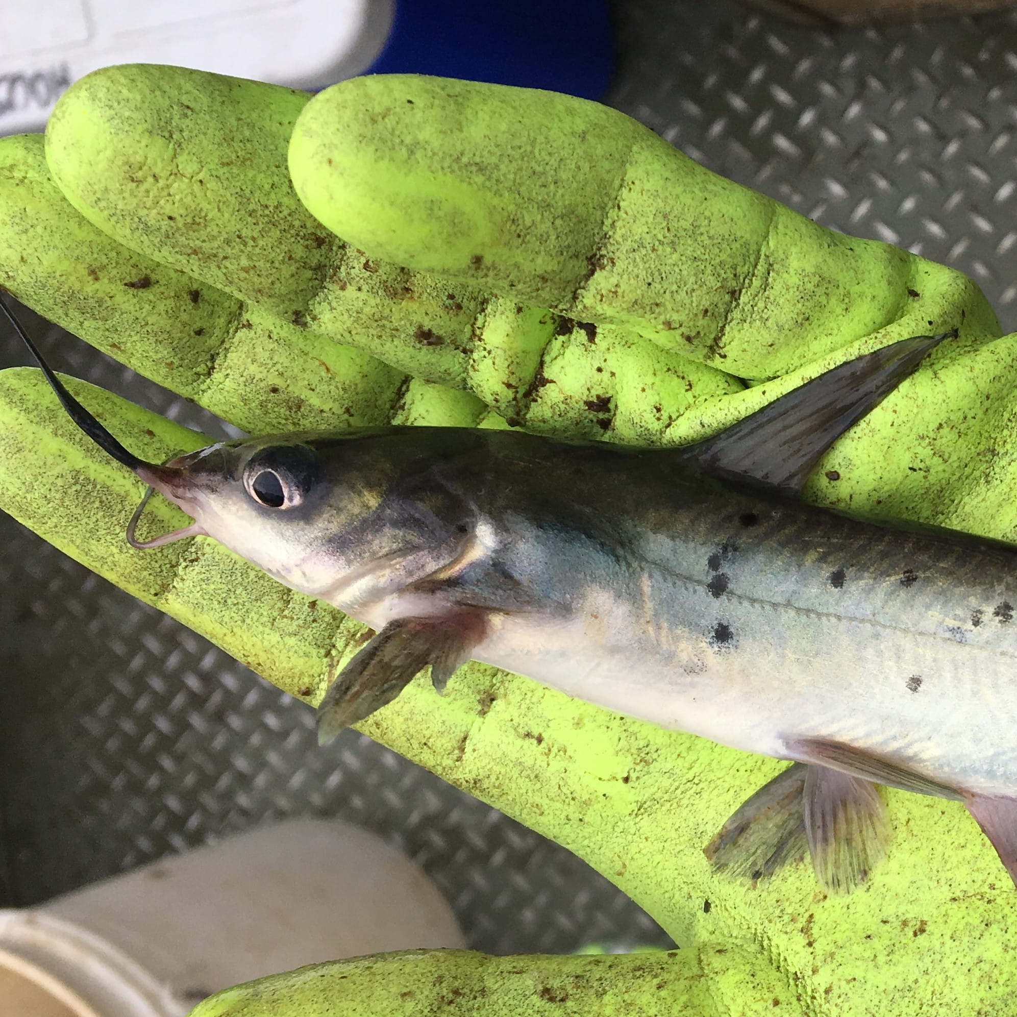 A channel catfish held in a gloved hand
