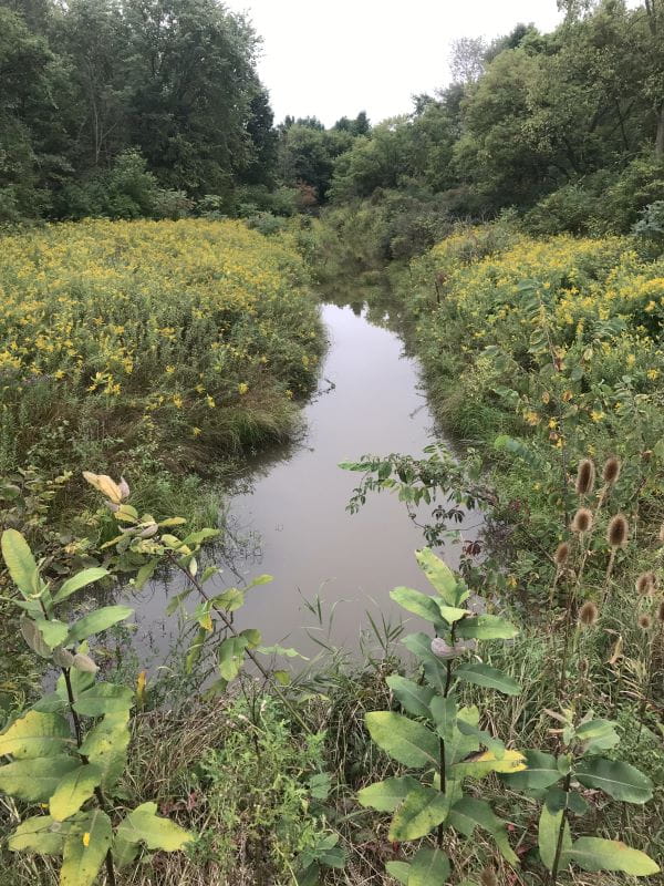 A low-lying drain with still water surrounded by lush greenery