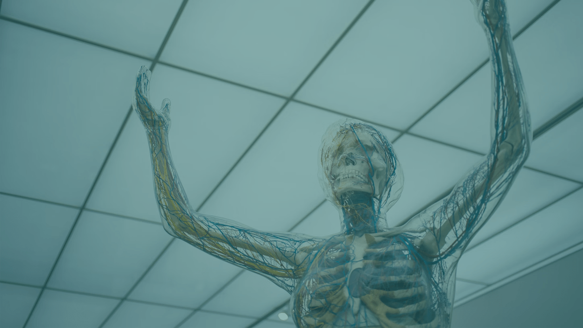 A medical model of the human body, with a teal overlay