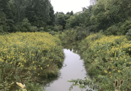 A low-lying drain with still water surrounded by lush greenery