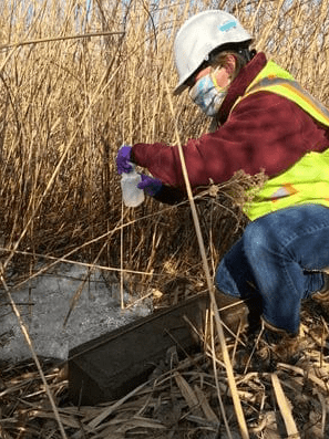 Staff sampling wastewater in a reedy area