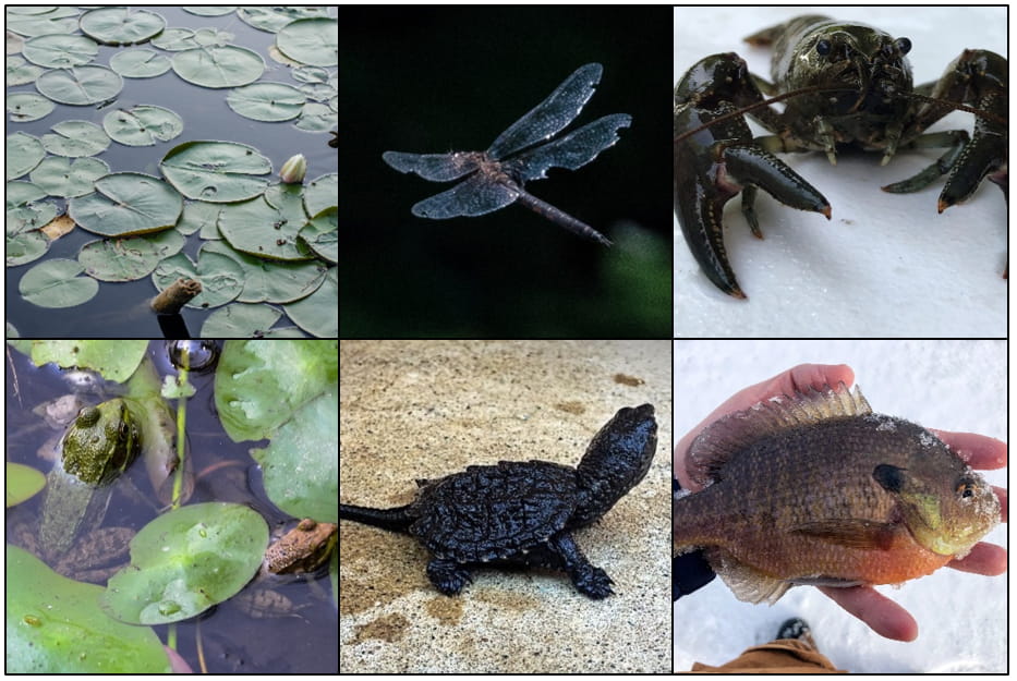 A collage of marshland creatures, including lilypads, frogs, fish, and turtles