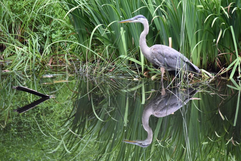 A blue heron standing in a low marsh, with the still water reflecting him
