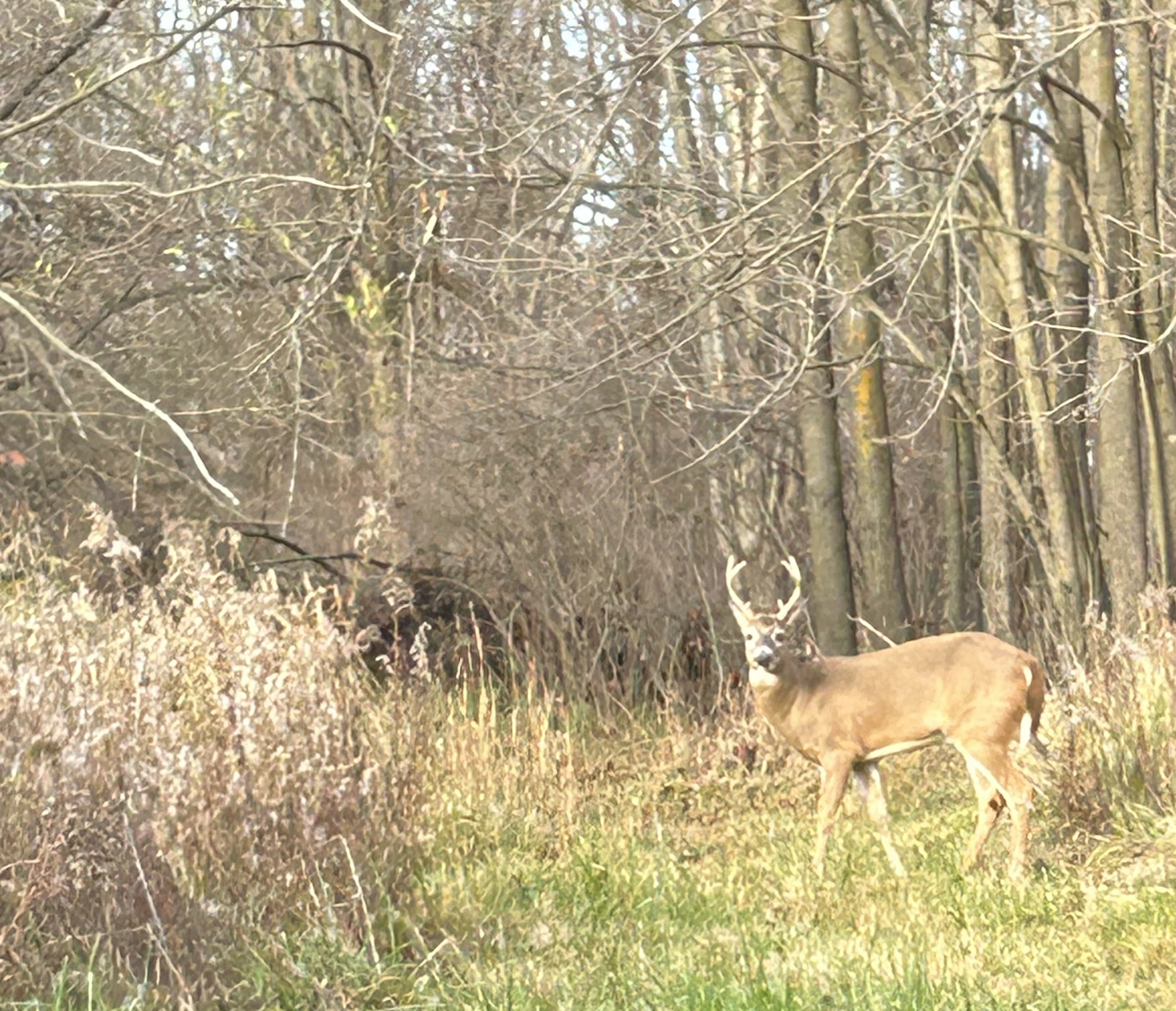 Deer in the woods