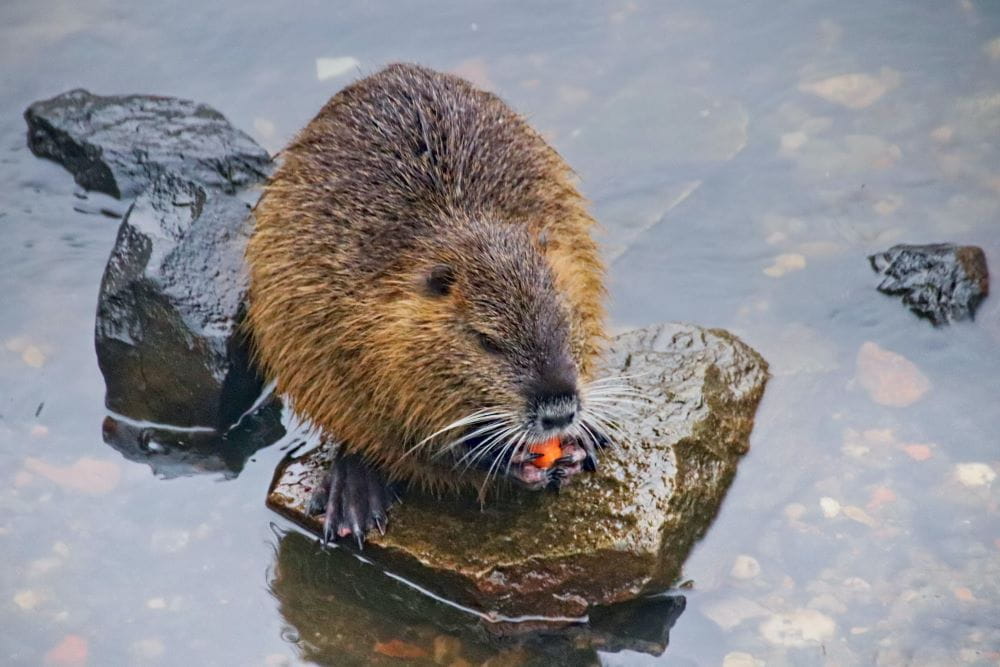 A muskrat standing on a rock sticking out of water, munching on reeds