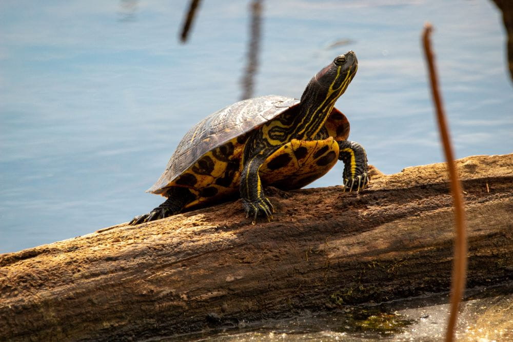 An adult painted turtle standing on a log submerged in water