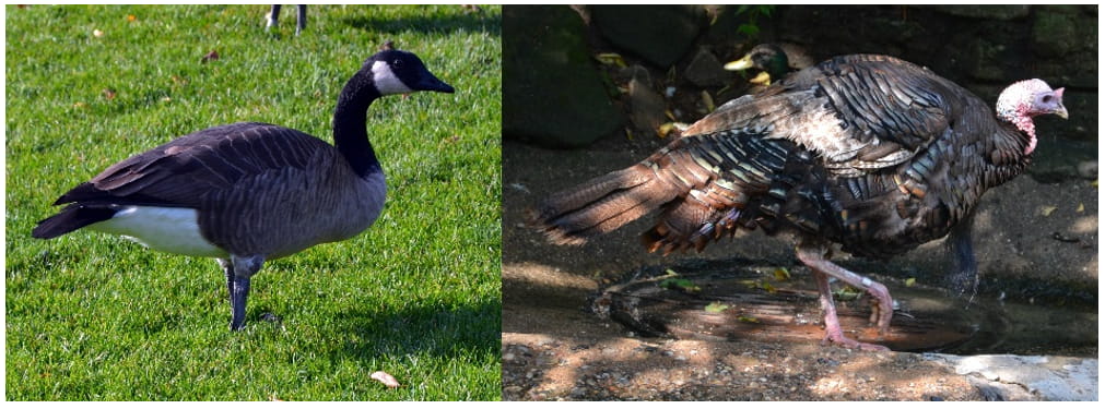 a canada goose standing in grass; a turkey standing on the ground