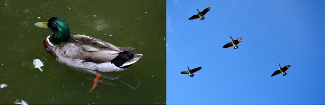 a mallard duck sitting in water; a flock of ducks in flight