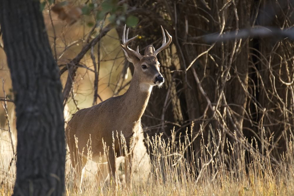 A male white tailed deer ascending a small slope