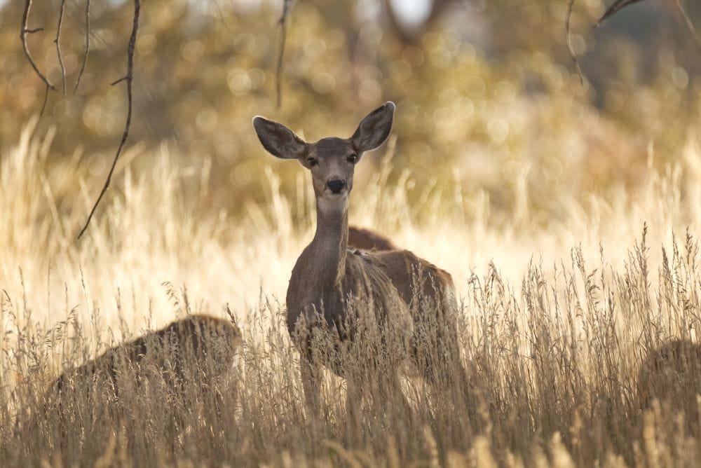 A female white tailed deer standing in a field looking curious