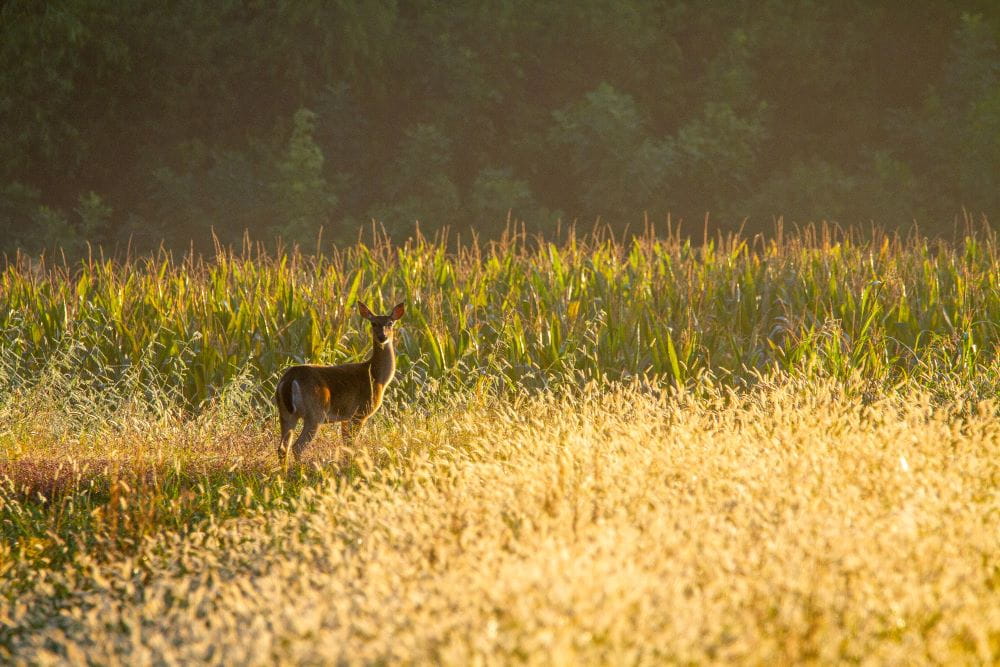 A female white tailed deer standing in a meadow with a corn field in the background