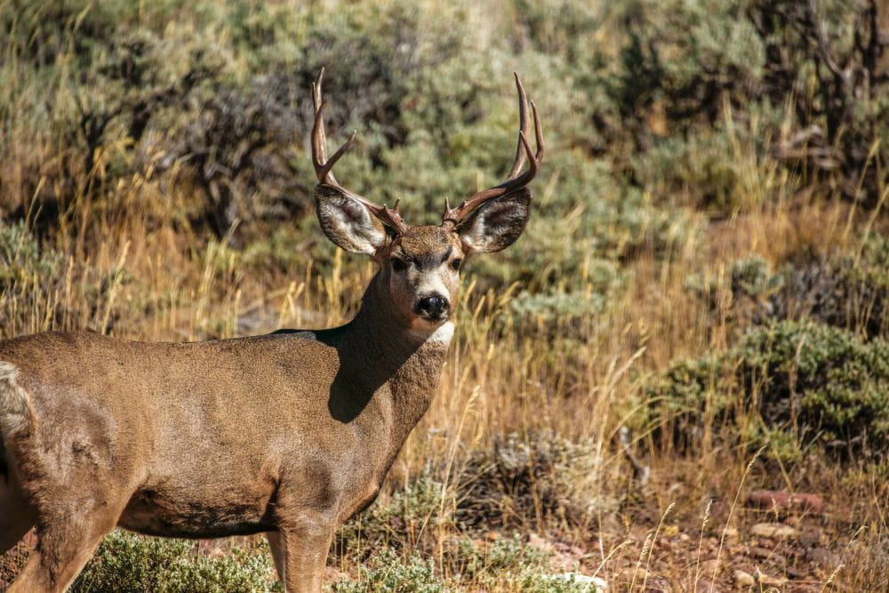 A whitetail deer with an impressive set of antlers standing in a dry grassy field