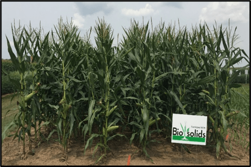 A corn field with a sign reading "Biosolids" in the dirt