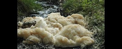 A clump of white foam tinged brown on top of a river