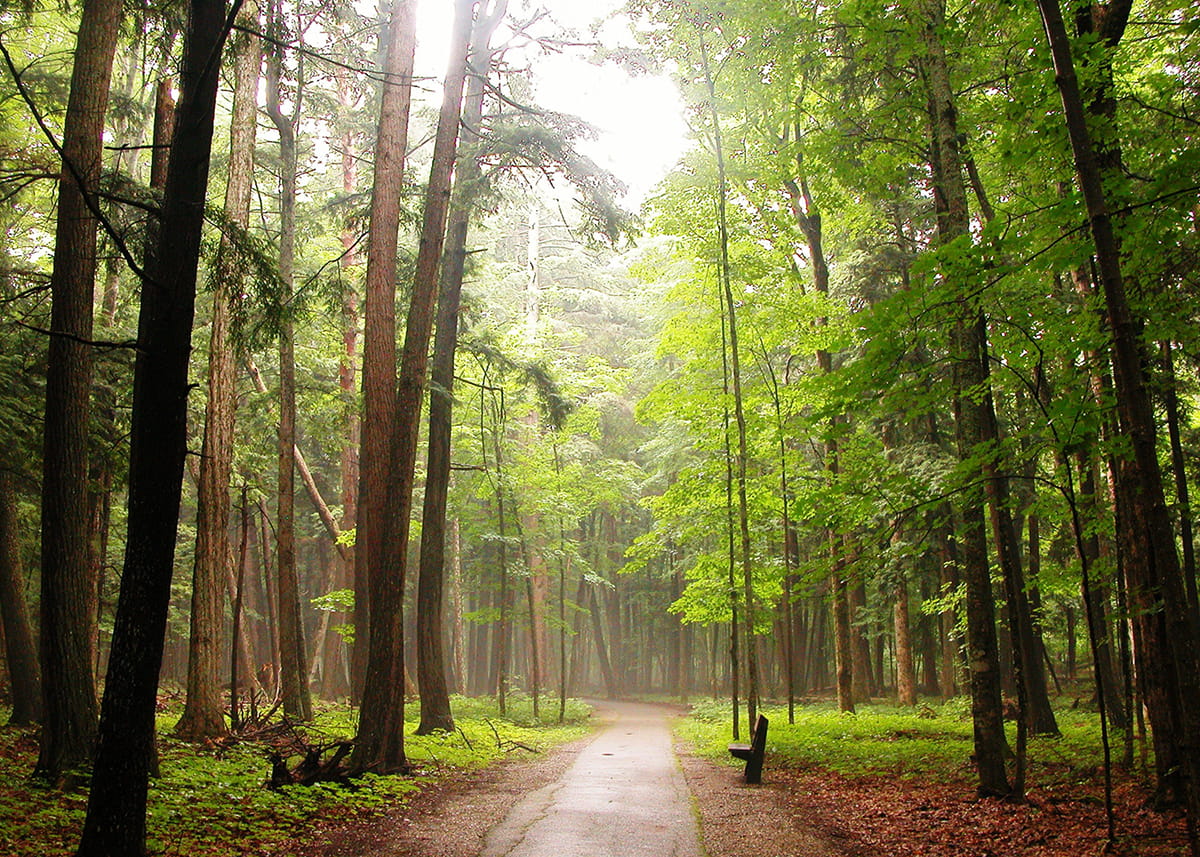 Hartwick Pines State Park Present Day trail surrounded by tall trees