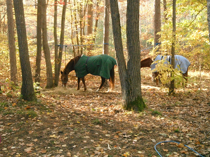 horses at black lake trail camp