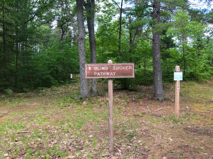 BlindSucker1Pathway