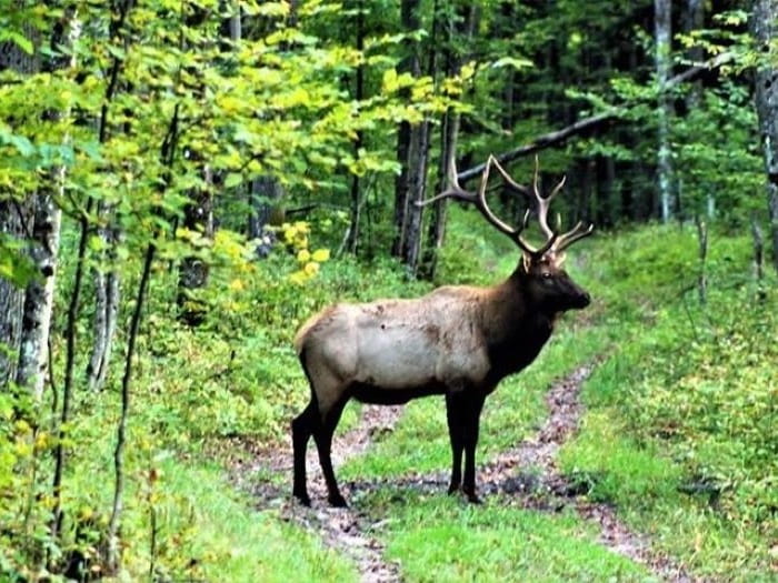 ElkHill elk