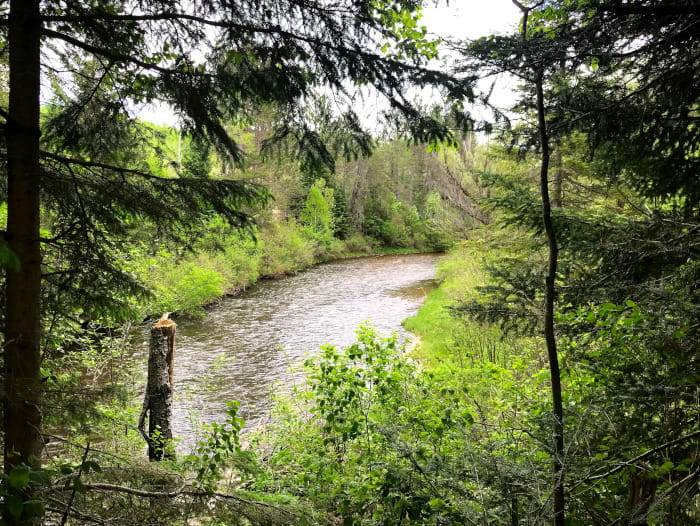 Haakwood Sturgeon River