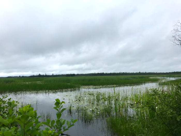 NatalieDollarvilleFlooding