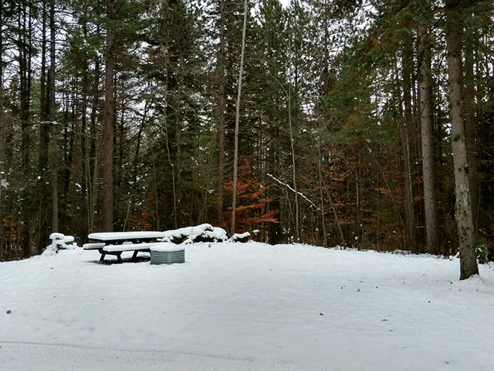 Pine Grove 2
