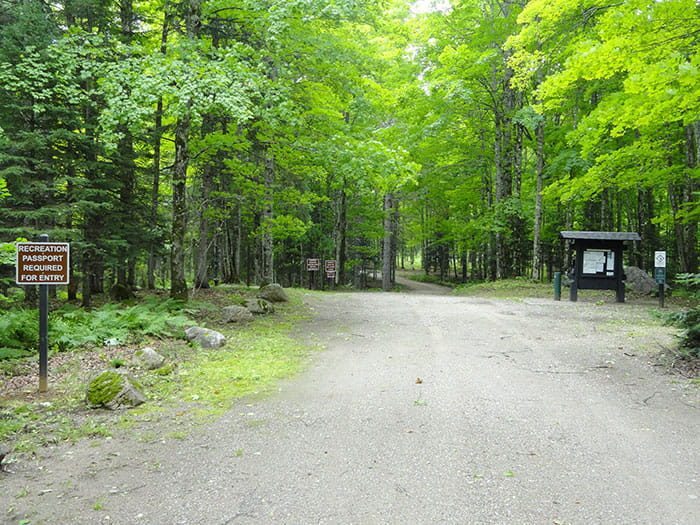 tree lined road
