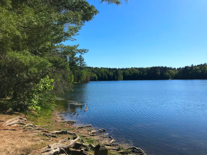 Weber Lake Shoreline